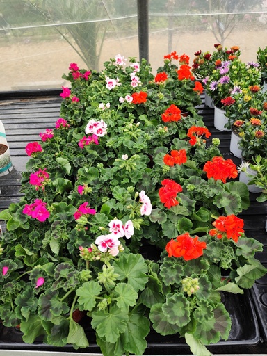 Geranium Zonale droit 