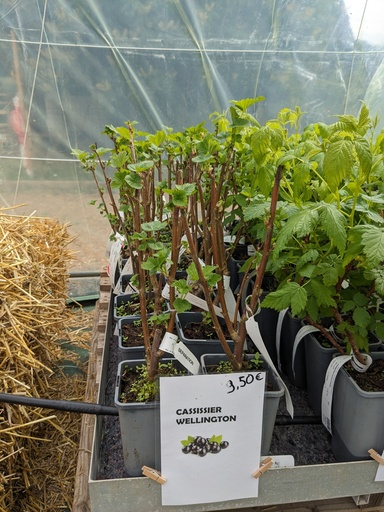 CASSISSIER Wellington