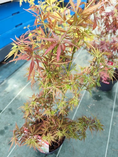 ACER / Erable du Japon