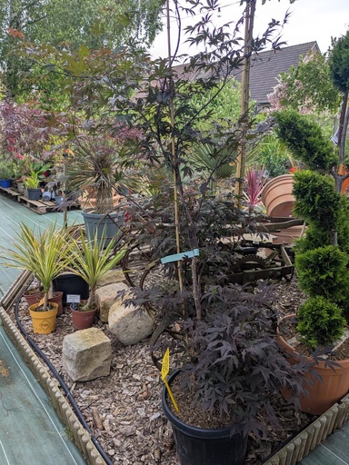 ACER Palmatum Bloodgood - Erable du Japon 25L 125/150