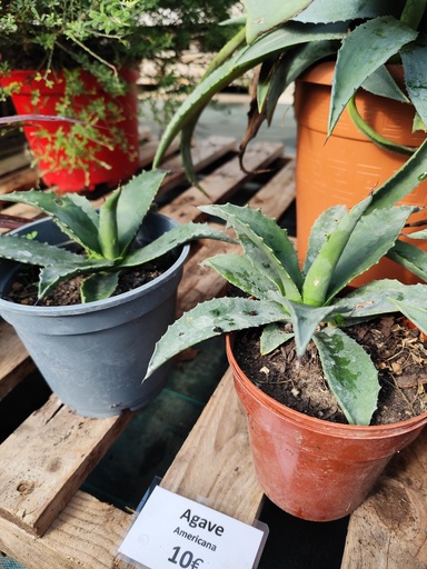 AGAVE Americana 