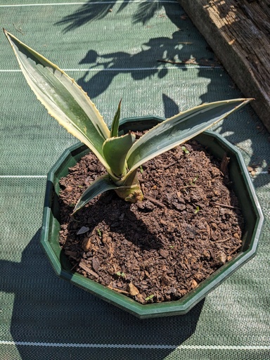 AGAVE MARGINATA BOUT.