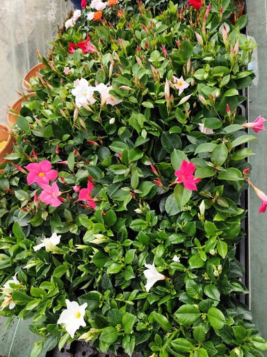 Dipladenia pot