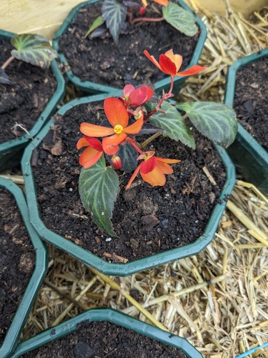 Begonia Glowing Embers