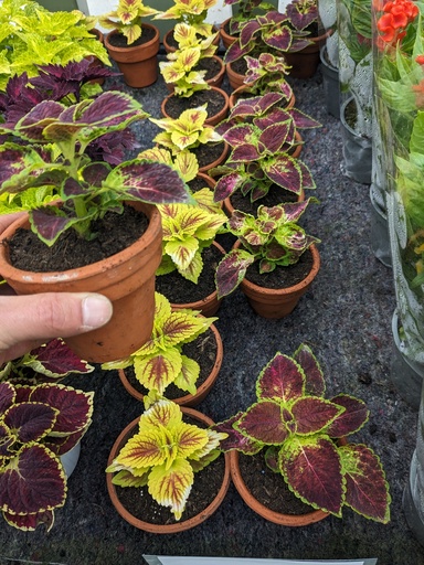 COLEUS S.