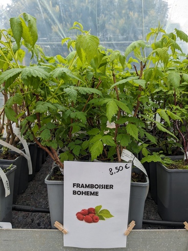 FRAMBOISIER Bohème 