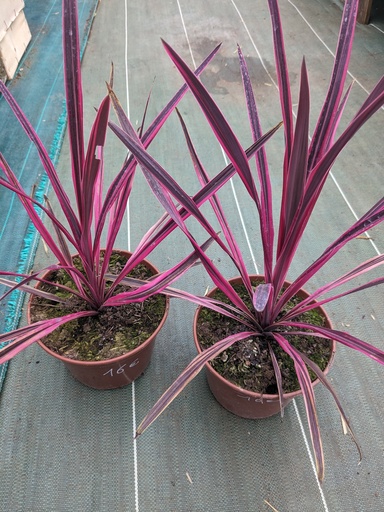 Cordyline Australis Paso Doble Rose