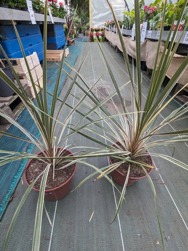 Cordyline australis Torbay Dazzler