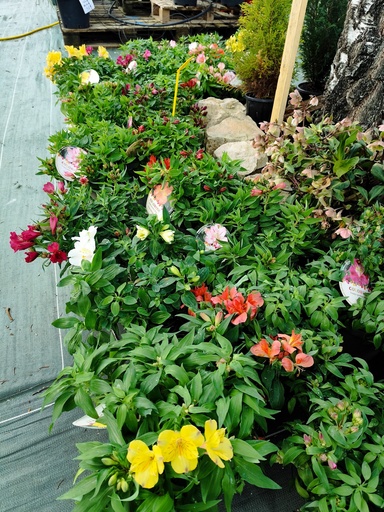 Lys des Incas - ALSTROEMERIA 