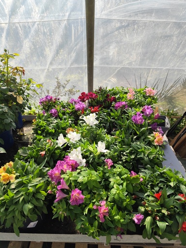 Lys des Incas D17/ ALSTROEMERIA 