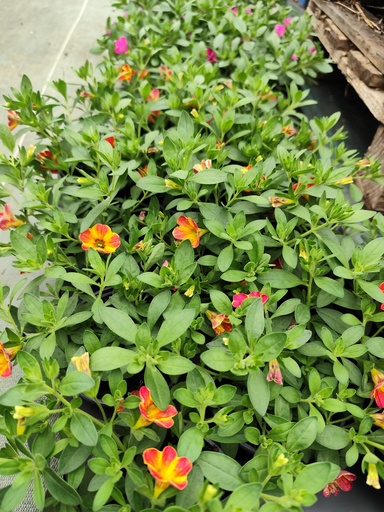 CALIBRACHOA (PETU MILLIONS BELLS)
