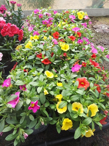 CALIBRACHOA (PETU MILLIONS BELLS)
collection 0.5 L