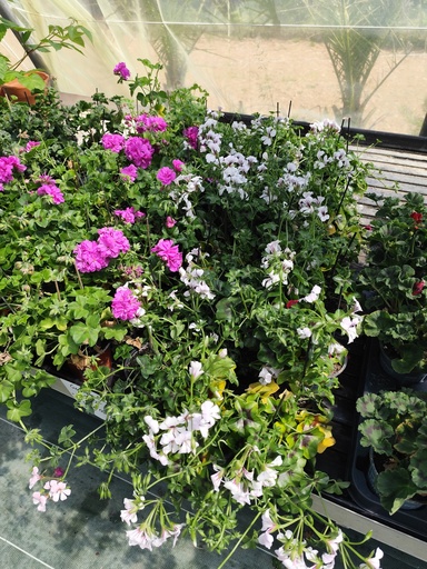 GERANIUM Lierre D5