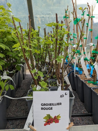 GROSEILLIER à grappes J van tets
