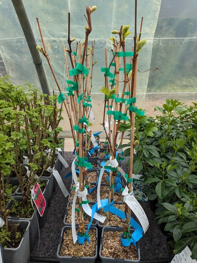 VIGNE ampelia Amandin