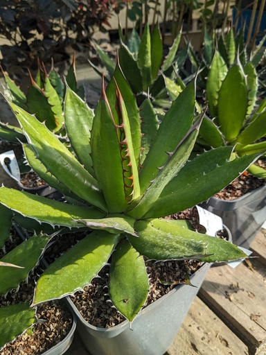 AGAVE horrida  C.4L RC
