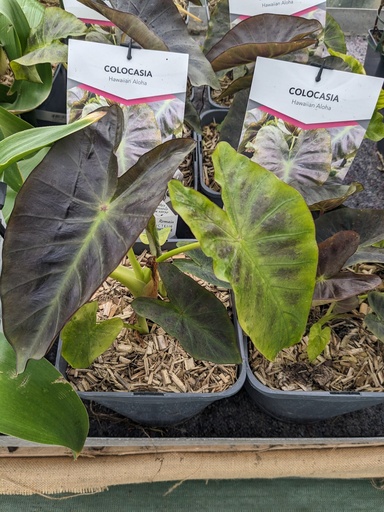 COLOCASIA esculenta Royal hawaiian
aloha C.4L RC