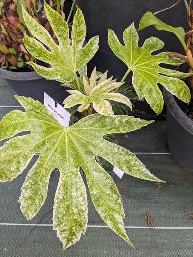 FATSIA japonica Spider's web C.4L RC