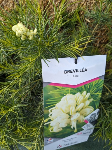 GREVILLEA C 4L Alba (blanc)