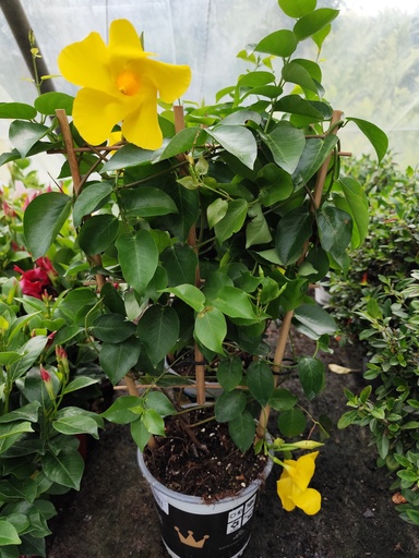 DIPLADENIA "Jaune" Espalier 