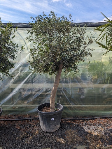 OLEA Europea 35L 