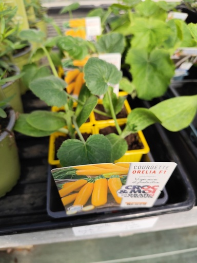 Courgette /unité 