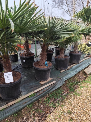Trachycarpus Fortunei Tronc 30/40cm