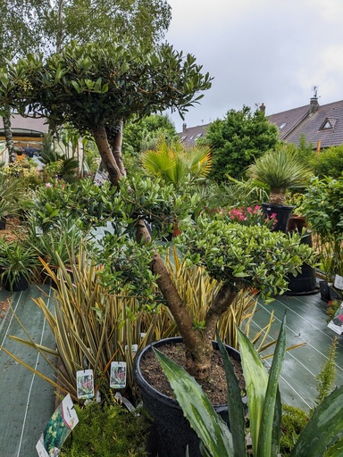 Olea europaea japonais