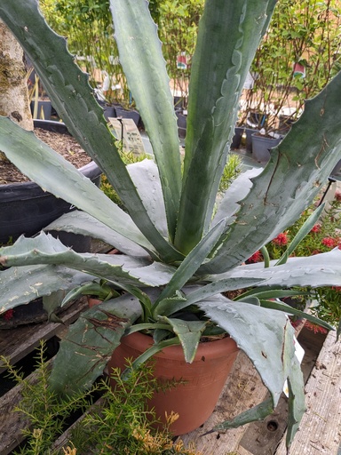 Agave Americana LV12