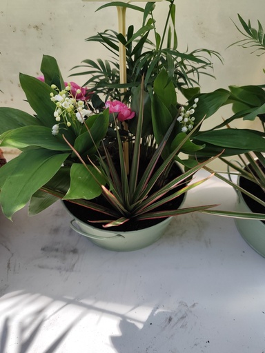 Muguet compo 5 plantes