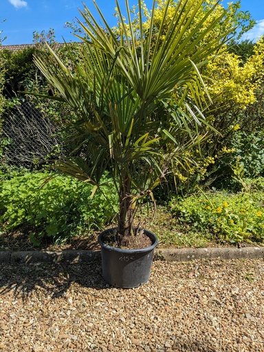 TRACHYCARPUS F. 20L 