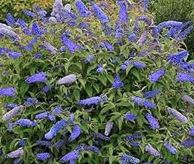 BUDDLEIA Davidii Empire Blue 15L