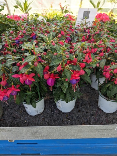 FUCHSIA pot 10.5