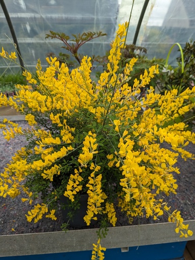 GENISTA racemosa C.2L