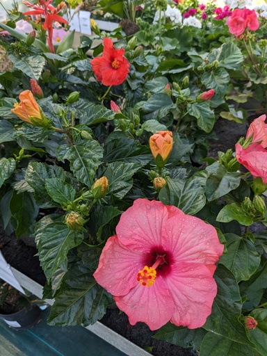 HIBISCUS rosa sinensis