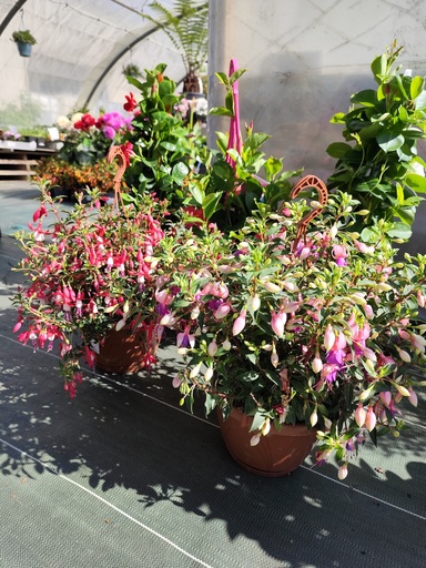 FUCHSIA SUSPENSION 