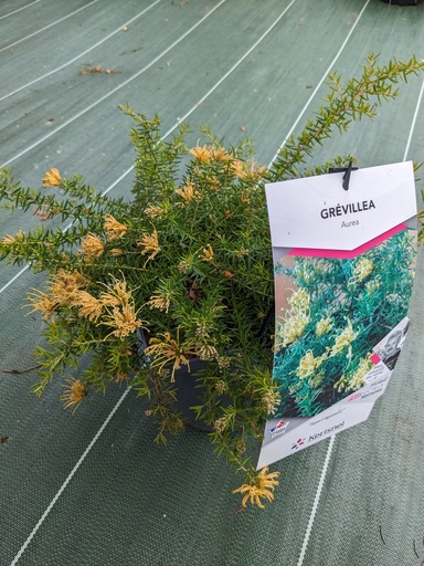 GREVILLEA prostata Aurea (jaune) C.4L RC