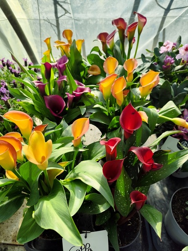 CALLA / Arum 