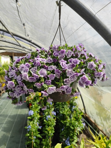 SUSPENSION calibrachoa