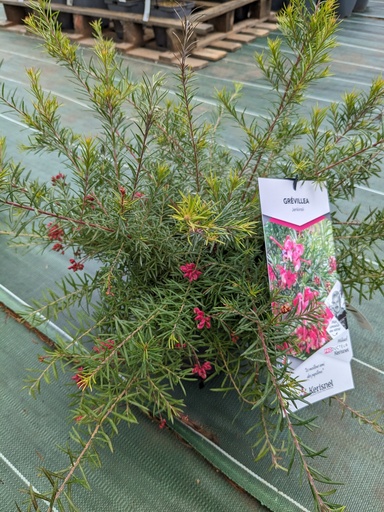 GREVILLEA rosmarinifolia Jeukensii (rose) C.4L RC