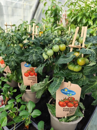Tomate pick & joy