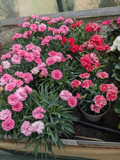 DIANTHUS OEILLET DU POETE