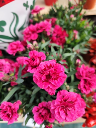 OEILLET commun / DIANTHUS