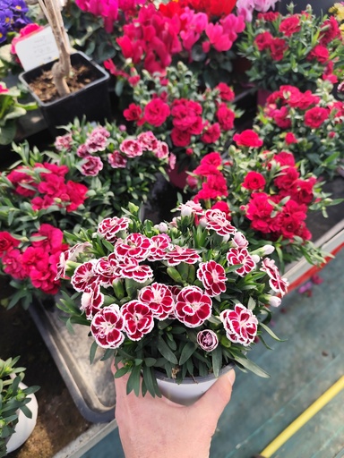 OEILLET commun / DIANTHUS