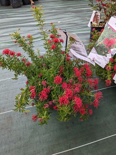 GREVILLEA juniperina New blood (rouge) C.4L RC