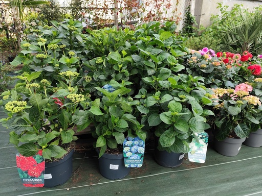 Hortensia Pot7.5L 