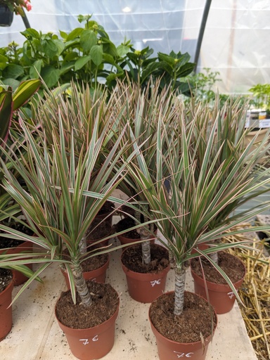 DRACAENA MARGINATA BICOLOR 