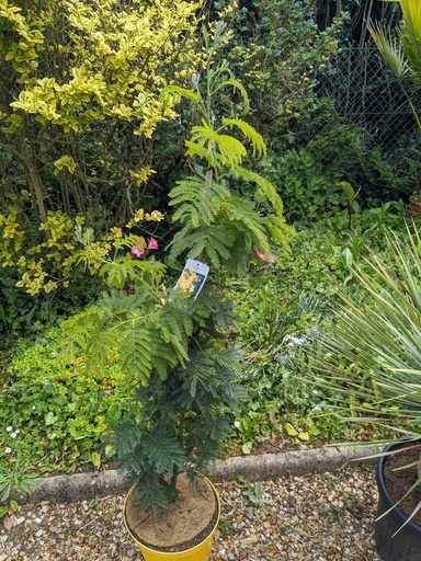 MIMOSA / ACACIA