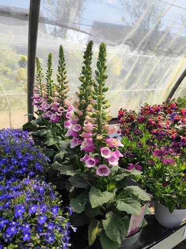Digitalis D17