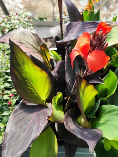 Canna - D13 Mix